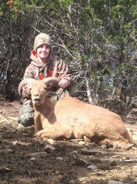 Aoudad Ewe 6