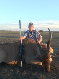 Eland Antelope