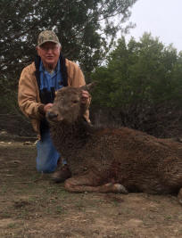 Red Deer Hind