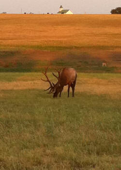 Large Elk and Church