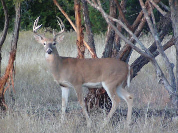 Whitetail Deer