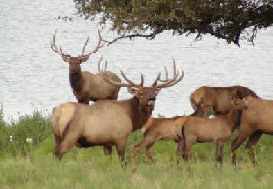 Elk herd