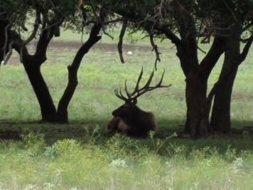 Large Elk Resting