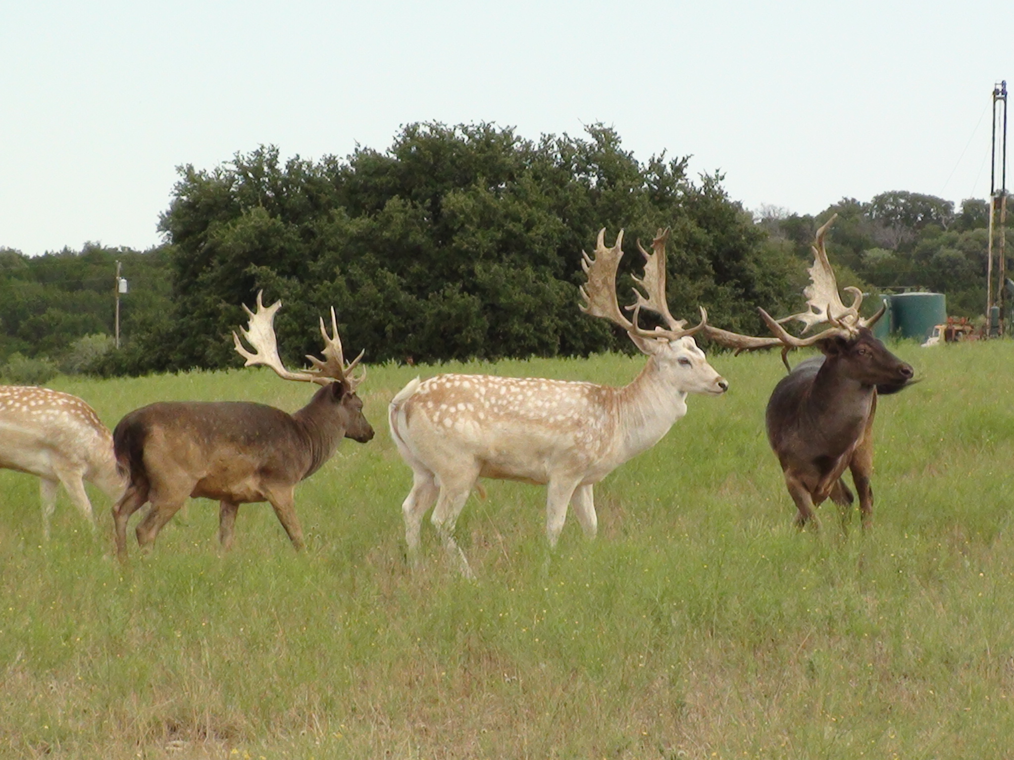 Guest Ranch Exotic Game Hunting