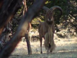 Large Aoudad Ram