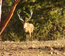 Red Deer Stag