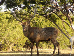 Red Deer Stag