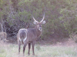 WaterBuck