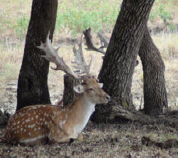 Fallow Deer