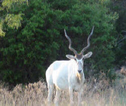 Addax Antelope