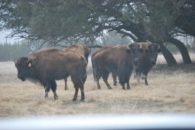 American Bison Herd