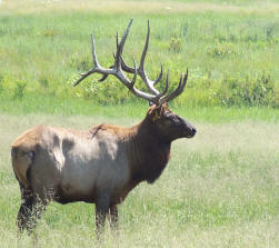 Large Elk