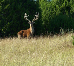 Red Deer