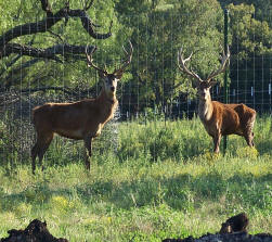 Red Deer