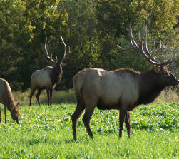 Elk