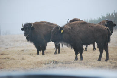 American Bison