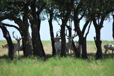 Fallow Deer Herd