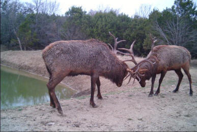 Elk Fighting