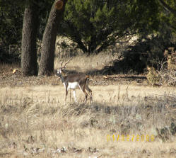 Blackbuck Antelope