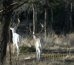 White Fallow Deer3