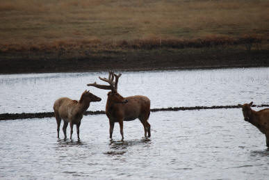 Pere David's Deer