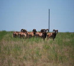 Mouflon Sheep