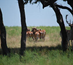 Mouflon Sheep Herd