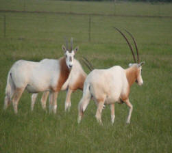 Scimitar Oryx