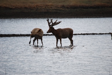 Pere David's Deer