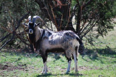 IBex Sheep