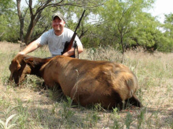 Elk Cow