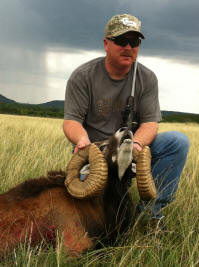 Mouflon Ram