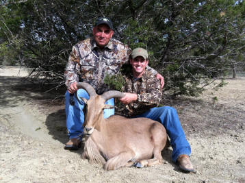 Large Aoudad Ewe