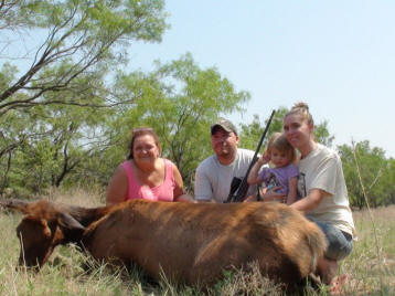 Large Elk Cow