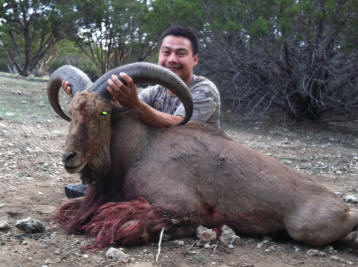 Large Aoudad Ram