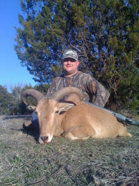 Aoudad Ewe