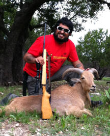 Aoudad