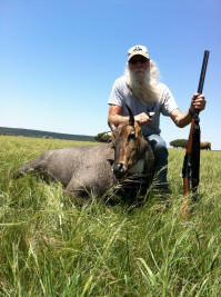 Nilgai