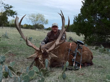 Red Deer Stag