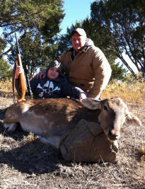 Fallow Deer Doe