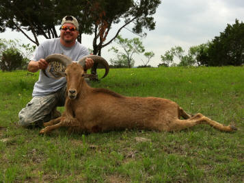 Aoudad Ram