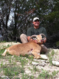 Aoudad