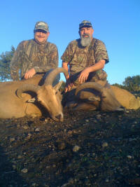 Aoudad Ewes