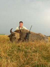 White Water Buffalo