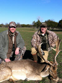 Fallow Deer