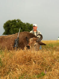 White Water Buffalo